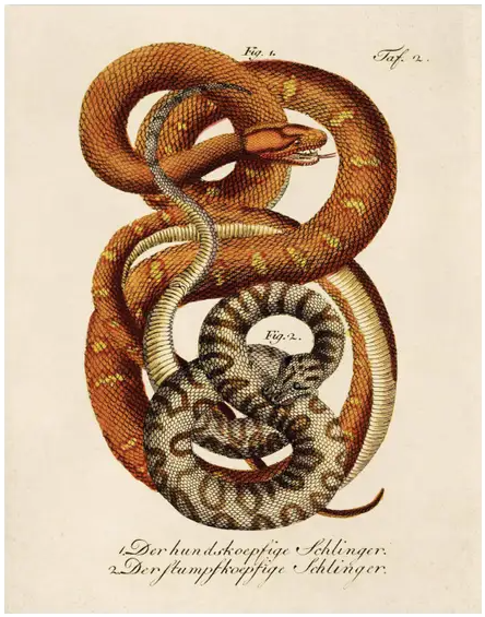 CURIOUS PRINTS VINTAGE NATURAL HISTORY FRENCH SNAKE ZOOLOGY PRINT